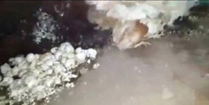 بالفيديو.. “حرق دواجن حية” في المدينة المنورة.. “والزراعة السعودية تحقق”