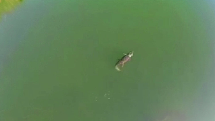 اكتشاف تمساح في جزيرة كريت اليونانية