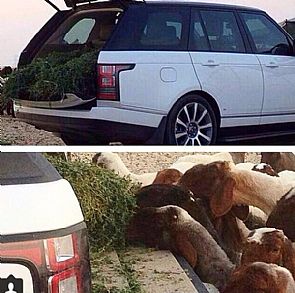 بالفيديو و الصور .. خليجي يضع علف الغنم داخل ‘رنج روفر’