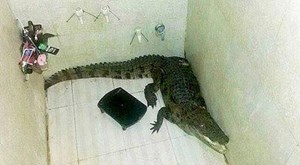 صورة: هندي يصاب بالذهول لرؤيته تمساح في حوض الاستحمام بمنزله