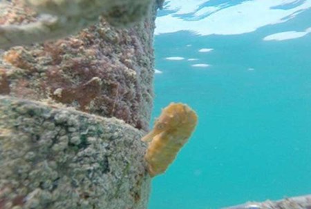 صورة :رصد فرس البحر النادر وجوده في شاطئ نادي دبي للسيدات