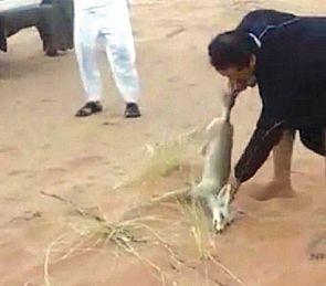 ممثل سعودي ‘يعذب ثعلب’،الهيئة الفطرية أمرت بالقبض عليه وتنفيذ اشد العقوبات