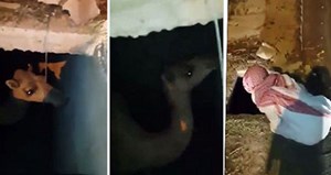 بالفيديو.. مسن سعودي يواسي ناقته الساقطة في بئر: “عين أبوي وشلون سقطتي؟!”
