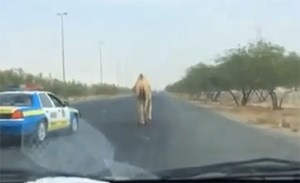 بالفيديو.. ناقة تعرقل السير على خط الملك فهد وتتجاهل دورية الشرطة