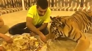 بالفيديو …شاب سعودي يطعم نمراً ‘كبسة’