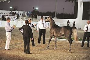 بطولة الكويت لجمال الخيل العربية تقام ديسمبر المقبل بمشاركة واسعة