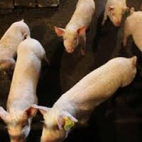 وفاة امرأة مصابة بانفلونزا الخنازير في الهند