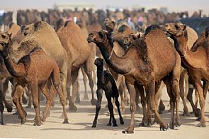 مهرجان الموروث الشعبي الخامس يبدأ فعالياته غدا