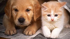 قانون فرنسي يساوي بين الحيوانات والبشر