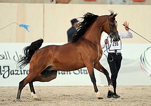 مستوى لافت في بطولة الكويت لجمال الخيل