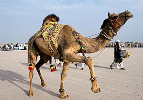 السعوديون يهيمنون على مسابقة مزاين الابل