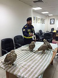 صقور مهربة تكشف عن حيازة إيراني لمخدرات