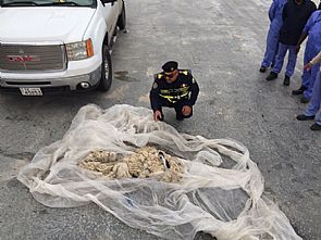 ضبط ‘خيوط طبية’ مهربة في ميناء الدوحة