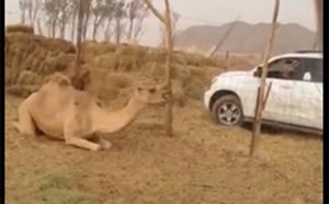 بالفيديو.. خليجي يقتل جملاً بطلق ناري في رأسه.. ومطالبات بمعاقبة الفاعل !