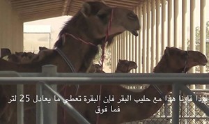 بالفيديو.. الإمارات تهدي العالم أول شوكولاته بحليب الإبل