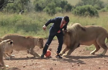 بالفيديو.. مغامر يلعب كرة قدم مع الأسود