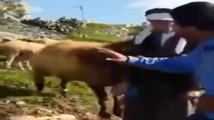 بالفيديو: راع أردني يتلقى هدية ونطحة كبش