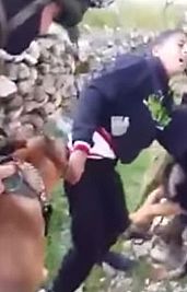 بالفيديو.. وحشية الإسرائيليين،جنود الصهاينة اطلقوا الكلاب البوليسية على صبي فلسطيني