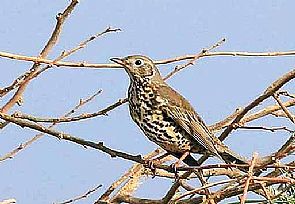 حماية البيئة تطلق 50 طائراً بحملة ‘تحجيل وإطلاق الطيور’