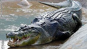 امرأة تنهال ضرباً على تمساح لإنقاذ ابنتها