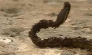 بالفيديو.. أفعى تقتحم مملكة النمل.. شاهد ماذا حدث