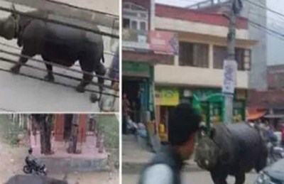 بالصور…وحيد قرن يقتحم سوقاً ويقتل سيدة في وسط نيبال