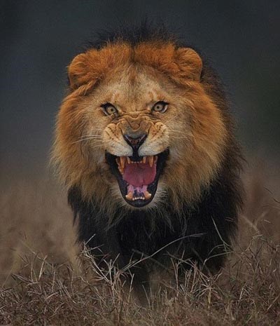 يترجل من سيارته لأجل سيلفي مع أسد جائع