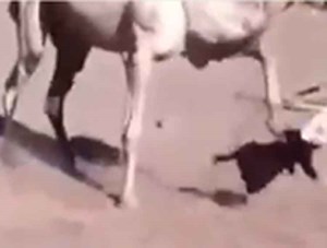 بالفيديو.. ركلة عنيفة من جمل لطفل خليجي صغير!