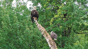 النسر الأصلع يظهر في نيويورك بعد 210 أعوام