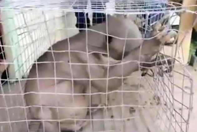 فيديو: وحش غريب يظهر في خليج الصين