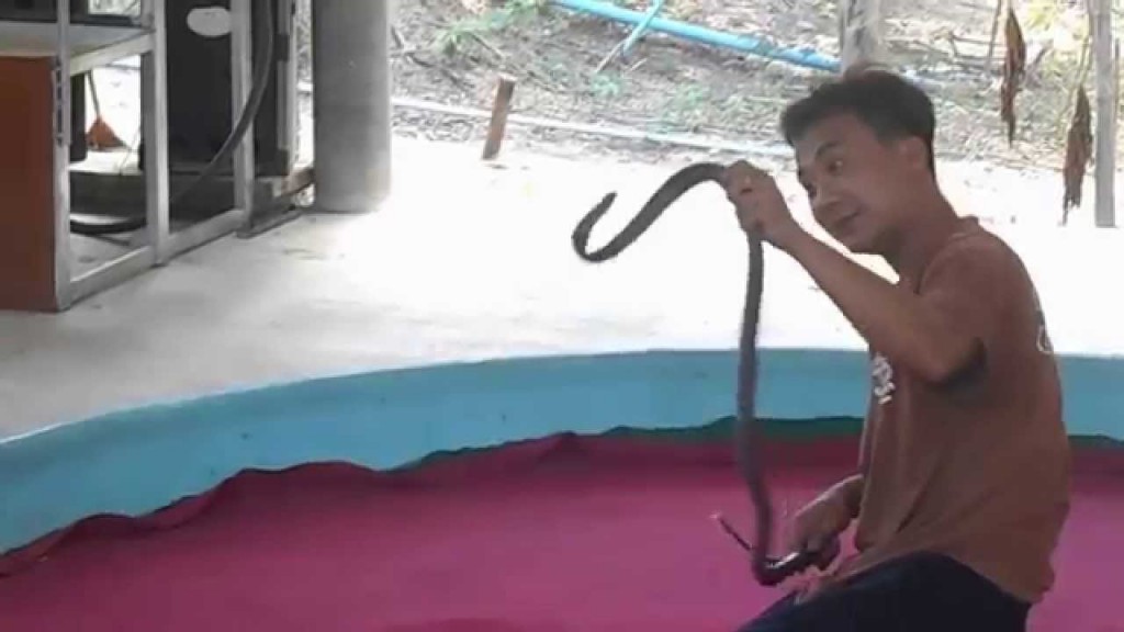 فيديو.. ثعبان سام شديد الخطورة يقبل شاب
