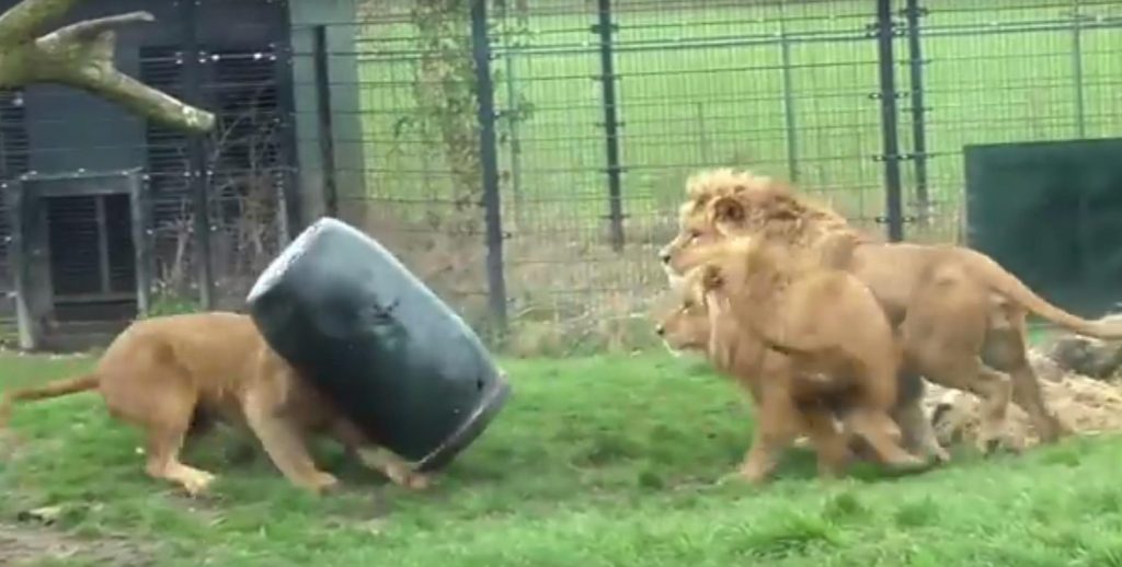 بالفيديو.. اسد تعلق رأسة في برميل وسط ذهول المتفرجين بحديقة الحيوان