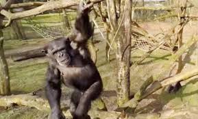 فيديو: شمبانزي يُسقط طائرة بدون طيار …