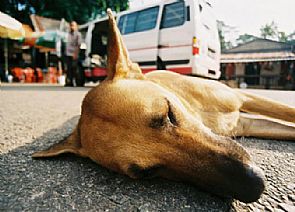 السجن عاماً لأمريكي ضرب كلبه حتى الموت