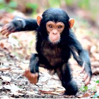 شمبانزي صغير يعثر على بديلة لأمه القاسية