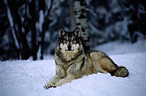 ذئب نادر يعود للحياة وينتظر صغاراً جدد