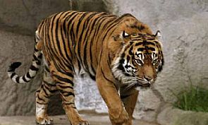 هروب نمور من متنزه امريكي والسلطات تحذر السكان