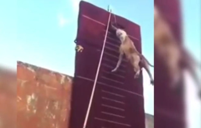 كلب يتسلق جدارا بطول 14 قدما (فيديو)