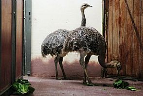 شرطة انجلترا تحذر السكان من طائر عدواني طليق