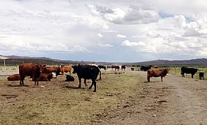 عرض أكبر مزرعة ماشية في العالم للبيع في أستراليا