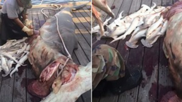 بالفيديو: لحظة اصطياد قرش حامل وإخراج 34 سمكة من بطنها