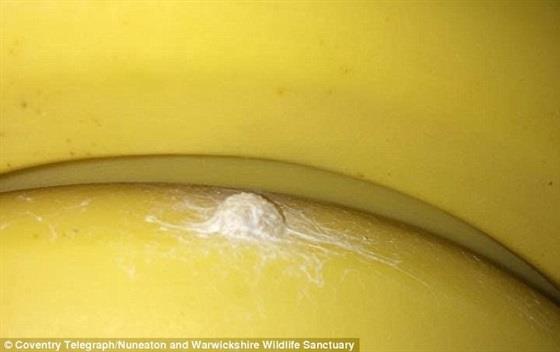 “بيضة عنكبوت” تغلق محلاً شهيرًا ببريطانيا !!