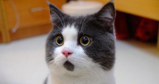 “قط” مديرا للاتصالات بشركة إنترنت في رومانيا