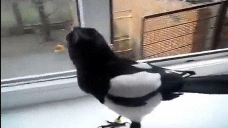 فيديو طريف : حركات الغراب تجعل رضيعا يسترسل في ضحكه