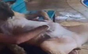 بالفيديو.. سعودي يدلك بطن أسد بالصابون ويسبح معه