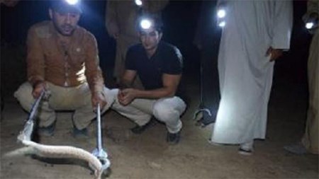 عراقي لدغته أفعى فصار دمه “مصلاً” لسمّها في حالة فريدة !