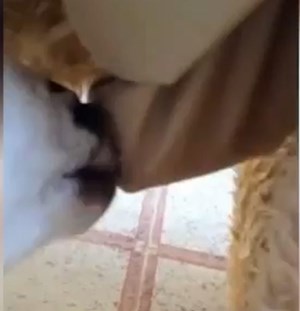بالفيديو.. شاب يتنكر على شكل ماعز ليرضع عنزة صغيرة