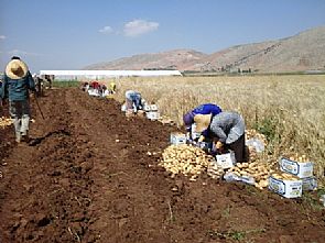 الهلال الأحمر لكويتي يوزع ‘البطاطا’ على نازحين سوريين بلبنان