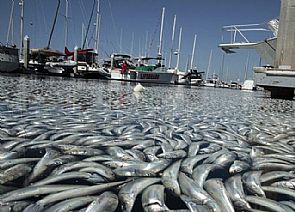 نفوق آلاف الأسماك بسبب ارتفاع الحرارة في أمريكا