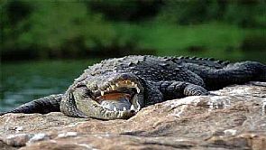 تمساح يلتهم سباحاً في تكساس بأمريكا